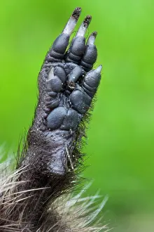 Nails: Hedgehog - leg