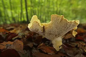 Higher: Hedgehog mushroom (Hydnum repandum), view from b