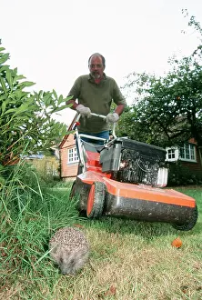 Mowing: Hedgehog - near man with lawnmower, mowing grass