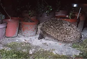 Pots: HEDGEHOG - near plant pots