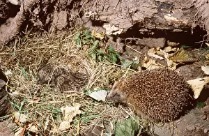 Elizabeth Bomford: HEDGEHOG - with nest of young