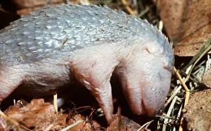 Elizabeth Bomford: Hedgehog - Newborn