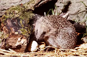 Smashing: HEDGEHOG - opening hen's egg wedged against log
