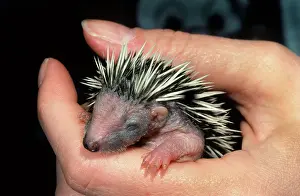 Orphan: HEDGEHOG - orphan baby in hand