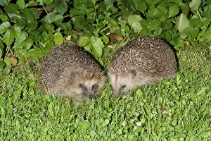 Crepuscular: Hedgehog - pair feeding in garden at night