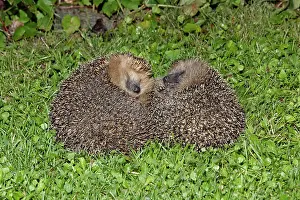 Rolled: Hedgehog - pair rolled up on garden lawn