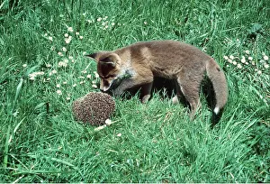 Elizabeth Bomford: HEDGEHOG - pestered by Fox