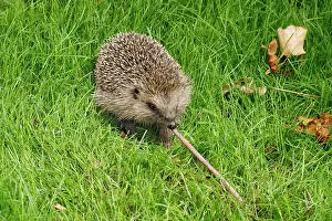 Biting: Hedgehog - Pulling worm