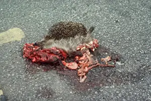Roadkill: HEDGEHOG - road casualty