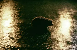 Headlights: Hedgehog - on road in headlights