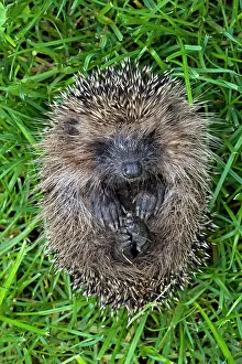 Roll: Hedgehog - rolled up