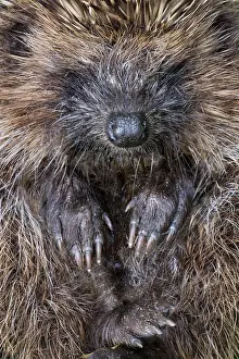 Roll: Hedgehog - rolled up