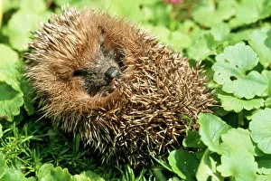 Rolled: HEDGEHOG - Rolled up in a ball