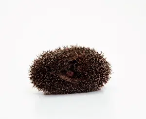Rolled: HEDGEHOG - rolled up in studio