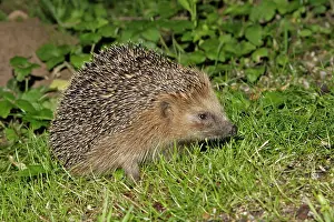 Crepuscular: Hedgehog - searching for food in garden at night