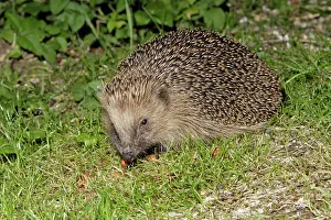 Crepuscular: Hedgehog - searching for food in garden at night
