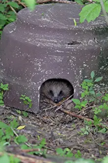 Crepuscular: Hedgehog - sleeping in artifical shelter, in garden