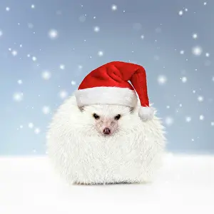 Snowman: Hedgehog snowman wearing Christmas hat in winter