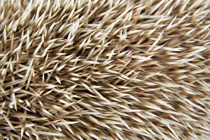 Blonde: Hedgehog spines 'blonde'
