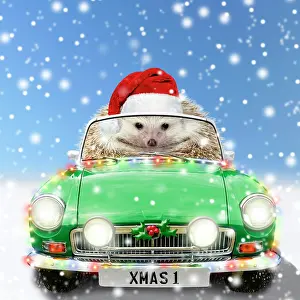 250521: Hedgehog in sports car driving through Christmas snow