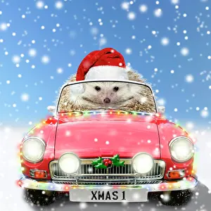 250521: Hedgehog in sports car driving through Christmas snow
