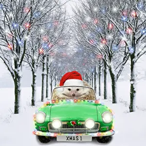 250521: Hedgehog in sports car driving down tree-lined avenue with C