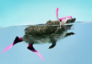 Snorkel: Hedgehog - swimming in mask snorkel & flippers