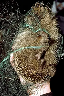 Tangled: Hedgehog - tangled up in monofilament garden netting
