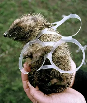 Tangled: Hedgehog - tangled up in plastic six-pack holder