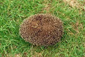 Rolled: HEDGEHOG - TIGHTLY ROLLED