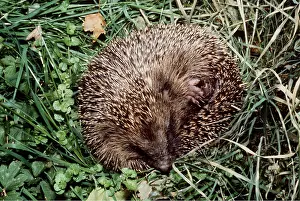Uncurling: HEDGEHOG - uncurling on grass