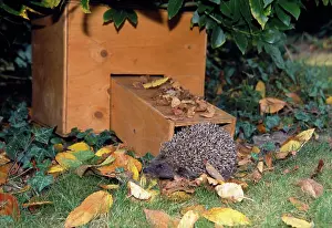 Visiting: Hedgehog - visiting hibernation box