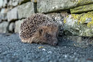 010222: Hedgehog - Walking Along a Path - UK