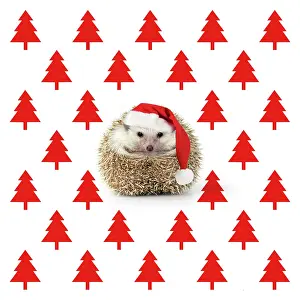 281217: Hedgehog wearing Christmas hat with Christmas tree
