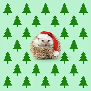 281217: Hedgehog wearing Christmas hat with Christmas tree