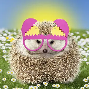 280219: Hedgehog wearing Easter glasses in spring scene with daisies