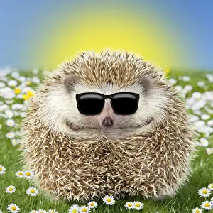 280219: Hedgehog wearing Easter sunglasses in spring