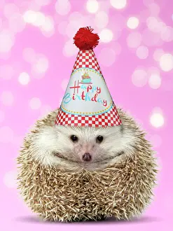 Party: Hedgehog wearing Happy Birthday hat