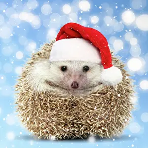 Sunglasses: Hedgehog wearing red Christmas Santa hat