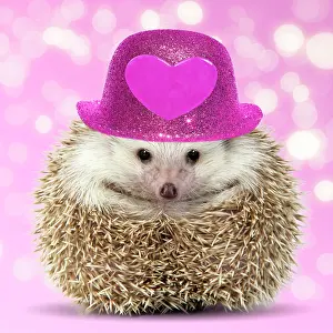 Sunglasses: Hedgehog wearing sunglasses