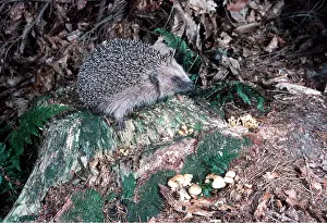 Toadstool: HEDGEHOG - in woodland
