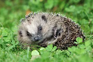 Uncurling: Hedgehog - young animal uncurling on garden lawn