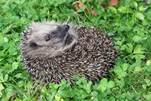 Uncurling: Hedgehog - young animal uncurling on garden lawn