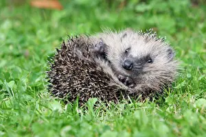 Uncurling: Hedgehog - young animal uncurling on garden lawn