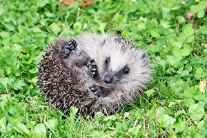 Uncurling: Hedgehog - young animal uncurling on garden lawn
