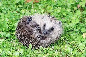 Uncurling: Hedgehog - young animal uncurling on garden lawn