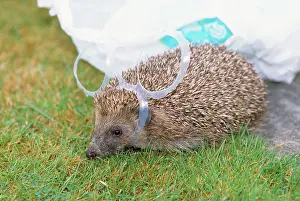 Beer: HEDGEHOGS - caught in plastic loop from beer cans