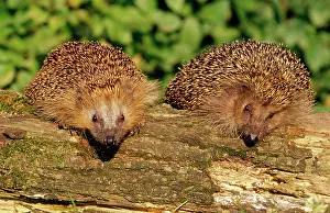 Insectivore: HEDGEHOGS - two look over log