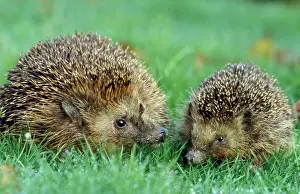 Insectivore: Hedgehogs - Mother and young in grass