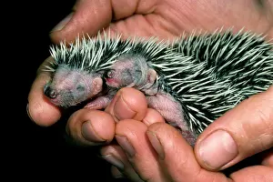 Reared: Hedgehogs - newborn, in person's hand